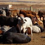 Namibia’s Foot-and-Mouth Outbreak Hits Meat Trade