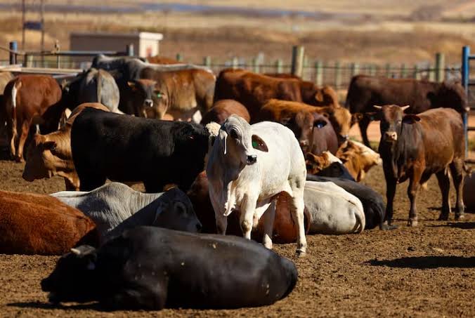 Namibia’s Foot-and-Mouth Outbreak Hits Meat Trade