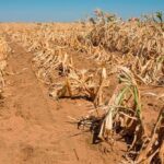 Africa Food Security Crisis: El Niño, War, and Structural Failure